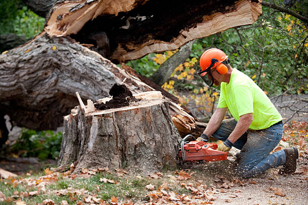 Best Tree Branch Trimming  in Anaheim, CA